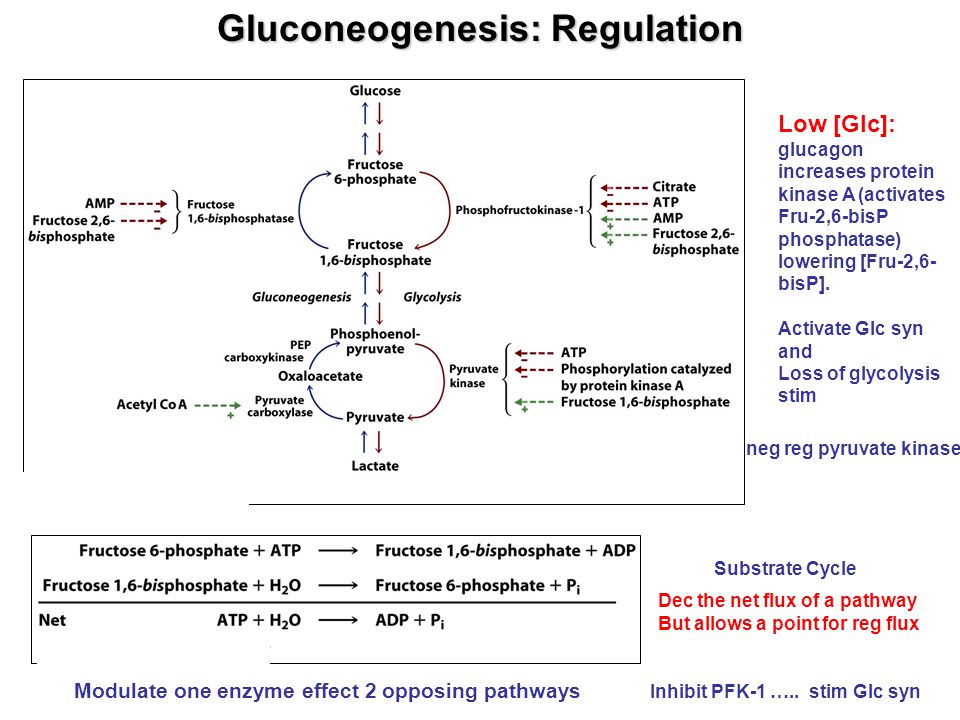 Proteina gluconeogenesis cetosis